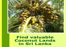 www.coconutlands.lk